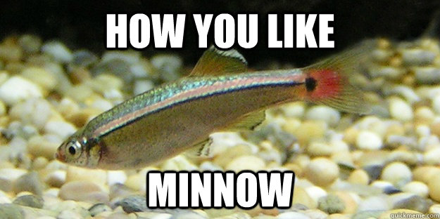 How you like minnow - How you like minnow  How you like Minnow