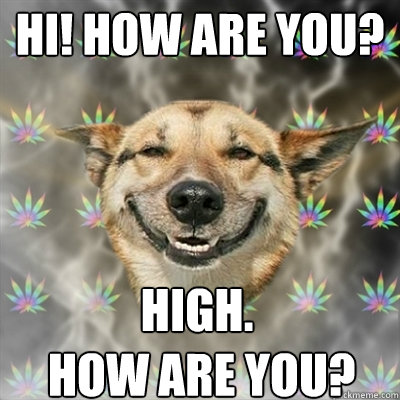 Hi! how are you? High.
 how are you?  Stoner Dog