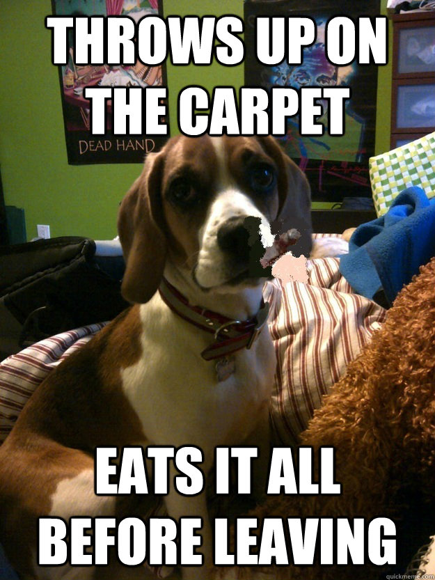 Throws up on the carpet Eats it all before leaving - Throws up on the carpet Eats it all before leaving  Good Guy Dog
