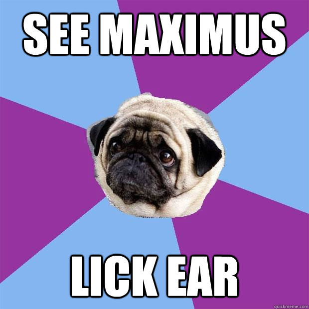 See Maximus Lick Ear  Lonely Pug