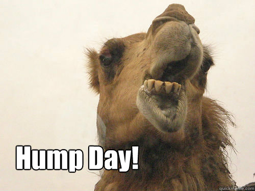 Hump Day! - birthday camel - quickmeme