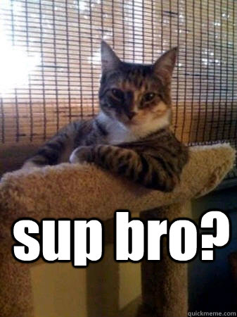 sup bro?   The Most Interesting Cat in the World