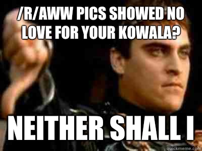 /r/aww pics showed no love for your kowala? Neither shall i  Downvoting Roman