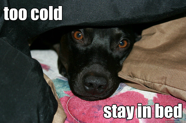 too cold stay in bed - too cold stay in bed  colderroy