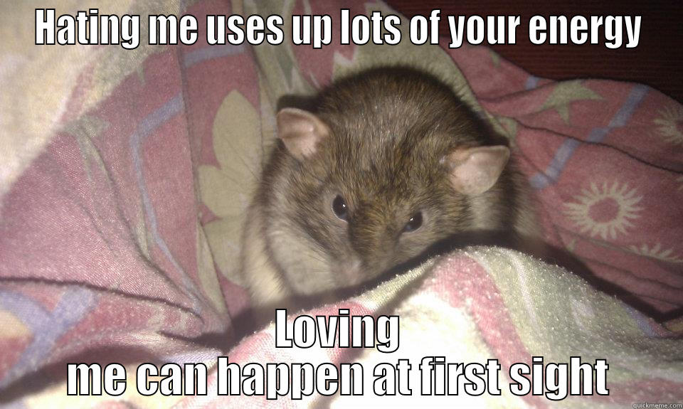 Love Rats! - HATING ME USES UP LOTS OF YOUR ENERGY LOVING ME CAN HAPPEN AT FIRST SIGHT Misc