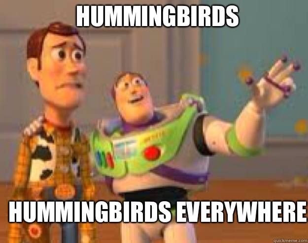 Hummingbirds Hummingbirds Everywhere  Woody and Buzz everywhere