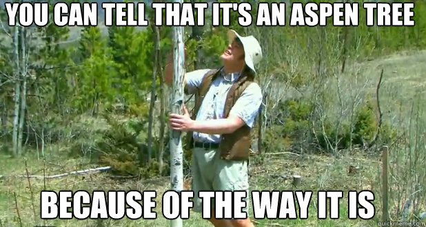 You can tell that it's an Aspen tree Because of the way it is - You can tell that it's an Aspen tree Because of the way it is  Essays on exams