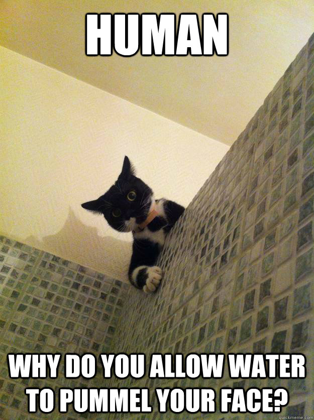 human Why do you allow water to pummel your face? - human Why do you allow water to pummel your face?  Incredulous Cat