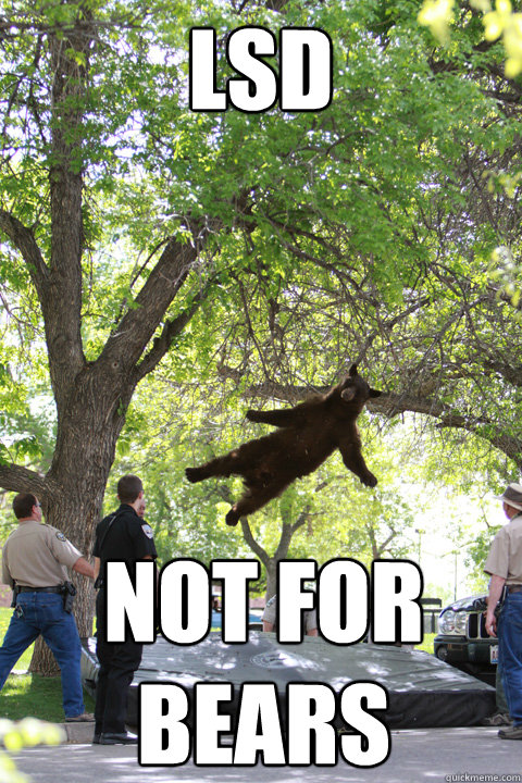 LSD NOT FOR BEARS  Boulder Bear