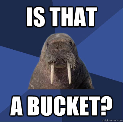 is that a bucket?  Web Developer Walrus