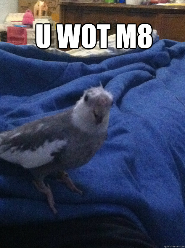 u wot m8  - u wot m8   Derp Bird