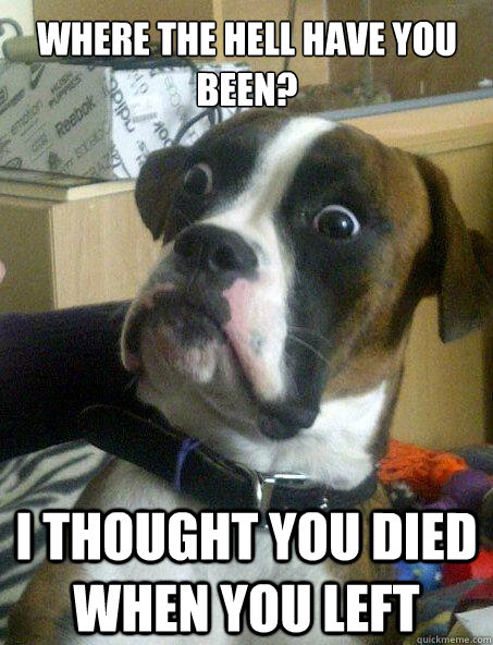 WHEre the hell have you been? I thought you died when you left - WHEre the hell have you been? I thought you died when you left  Baffled boxer
