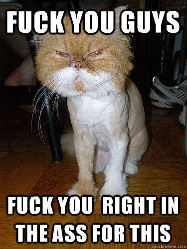 Fuck you guys Fuck you  right in the ass for this - Fuck you guys Fuck you  right in the ass for this  angry lion cat