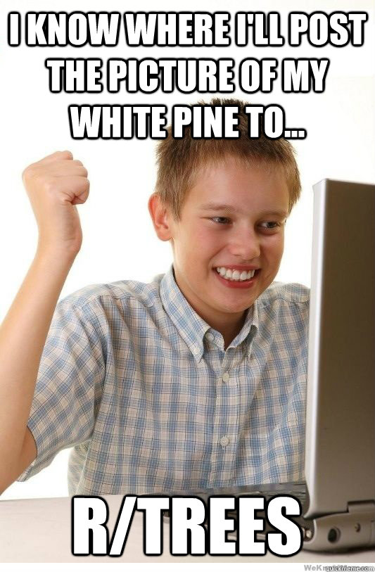 I know where I'll post the picture of my white pine to... r/trees  First Day On Internet Kid