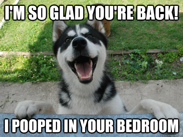 i'm so glad you're back! i pooped in your bedroom - i'm so glad you're back! i pooped in your bedroom  Excitement Dog