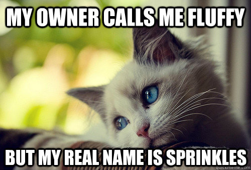 my owner calls me fluffy but my real name is sprinkles  First World Cat Problems