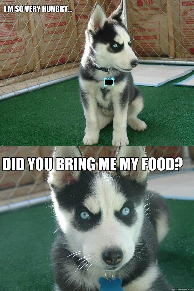 I,m so very hungry... Did you bring me my food?  Insanity puppy