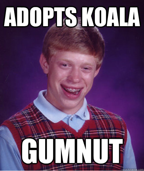 Adopts Koala GumNut  Bad Luck Brian