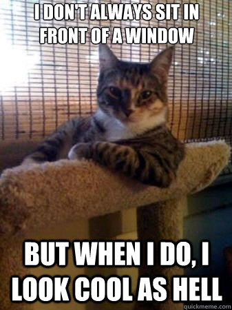 i don't always sit in front of a window but when i do, i look cool as hell  The Most Interesting Cat in the World
