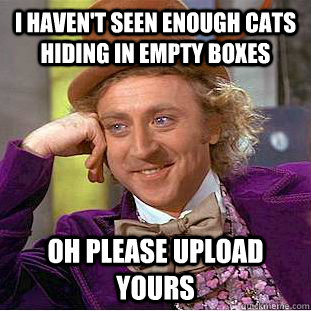 I haven't seen enough cats hiding in empty boxes oh please upload yours - I haven't seen enough cats hiding in empty boxes oh please upload yours  Condescending Wonka