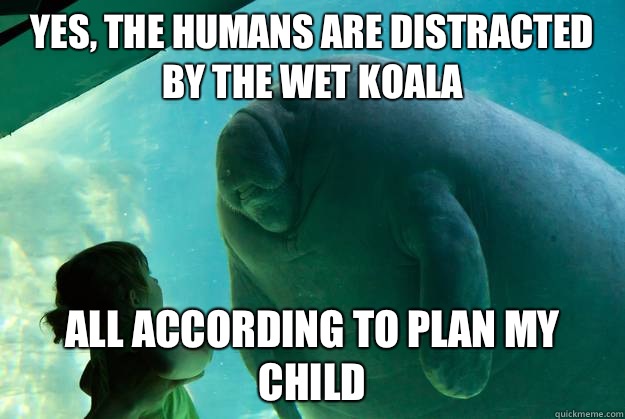 Yes, the humans are distracted by the wet koala All according to plan my child  Overlord Manatee