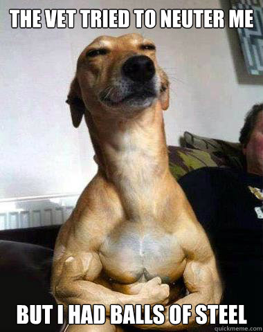 The vet tried to neuter me but i had balls of steel  buff dog