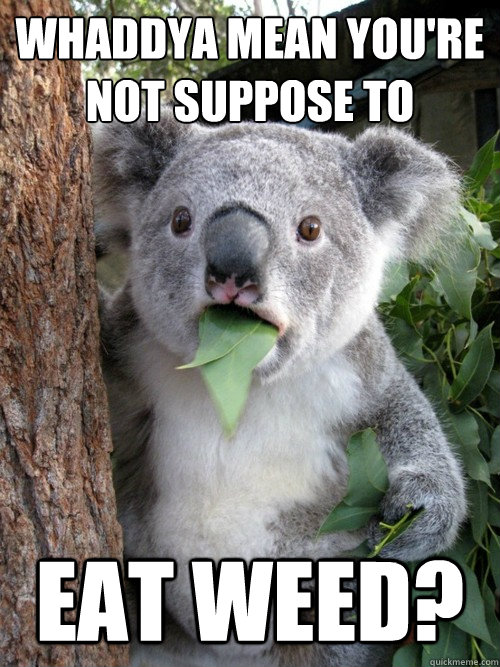 Whaddya mean you're not suppose to eat weed? - Whaddya mean you're not suppose to eat weed?  koala bear