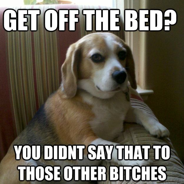 Get off the bed? you didnt say that to those other bitches  judgmental dog