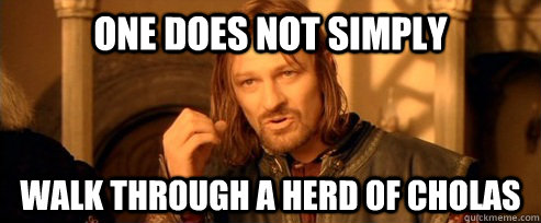One does not simply Walk through a herd of Cholas  One Does Not Simply