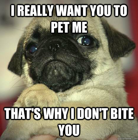 i really want you to pet me that's why i don't bite you - i really want you to pet me that's why i don't bite you  Condescending Pug