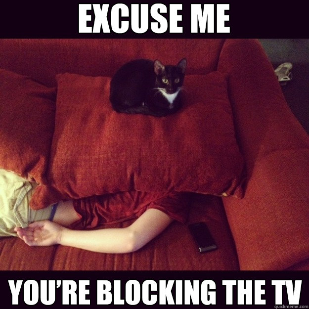 EXCUSE ME YOU’RE BLOCKING THE TV  jealous cat
