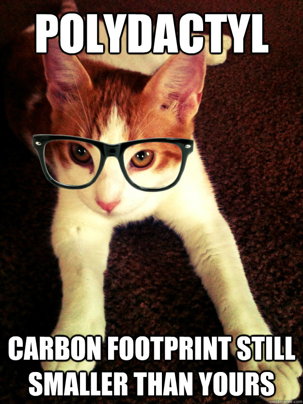 Polydactyl carbon footprint still smaller than yours  Rococo the Hipster Cat
