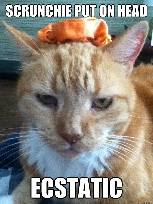 Scrunchie put on head Ecstatic  - Scrunchie put on head Ecstatic   Not Amused Cat