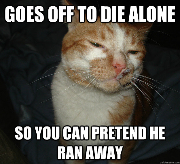 Goes off to die alone So you can pretend he ran away - Goes off to die alone So you can pretend he ran away  Good Guy Cat