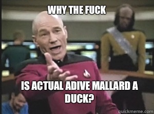 why the fuck Is actual adive mallard a duck?  Annoyed Picard