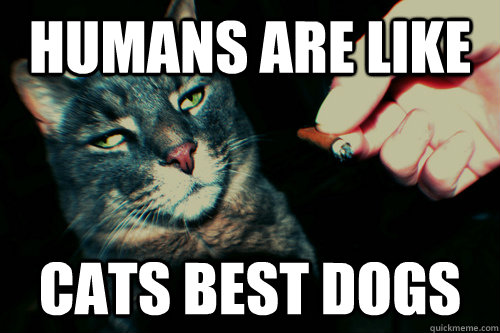 Humans are like cats best dogs - Humans are like cats best dogs  10 cat