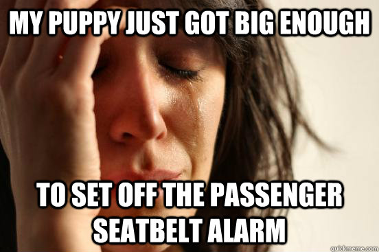 my puppy just got big enough to set off the passenger seatbelt alarm  First World Problems