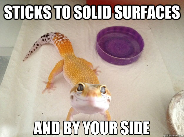 Sticks to solid surfaces And by your side - Sticks to solid surfaces And by your side  Ridiculously Photogenic Gecko