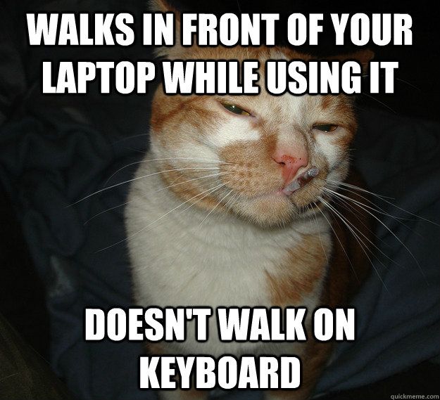 Walks in front of your laptop while using it Doesn't walk on keyboard  Cool Cat Craig