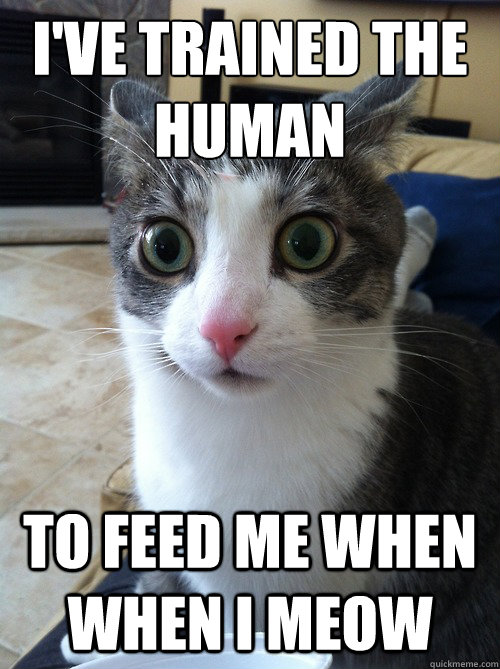 i've trained the human to feed me when when I meow - i've trained the human to feed me when when I meow  Sudden Clarity Cat