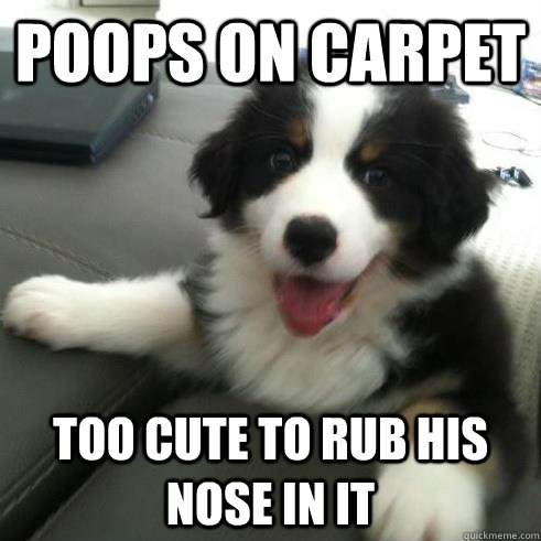 Poops On Carpet Too cute to rub his nose in it  Ridiculously Photogenic Puppy