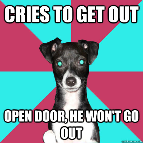 Cries to get out Open door, he won't go out  Dickhead Dog