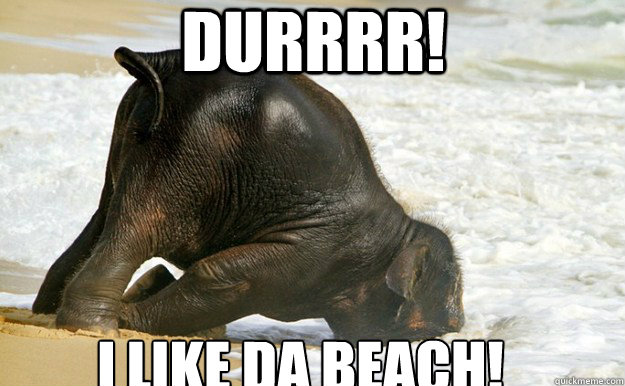 DURRRR! I LIKE DA BEACH!  Baby Elephant