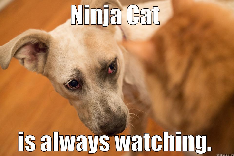 Ninja Cat - NINJA CAT IS ALWAYS WATCHING. Misc