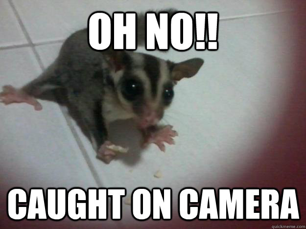 oh no!! caught on camera  sugar glider