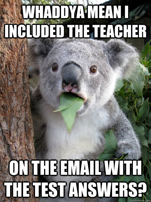 Whaddya mean I INCLUDED THE TEACHER ON THE EMAIL WITH THE TEST ANSWERS?  koala bear