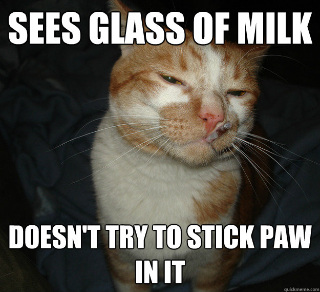 sees glass of milk doesn't try to stick paw in it  Cool Cat Craig