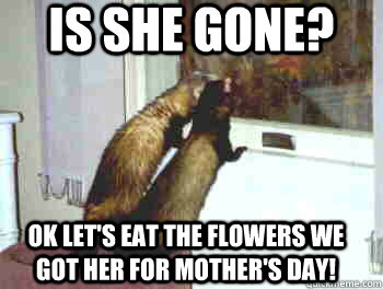 is she gone? ok let's eat the flowers we got her for mother's day! - is she gone? ok let's eat the flowers we got her for mother's day!  Mothers day ferrets