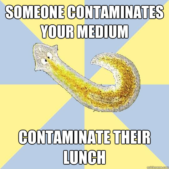 someone contaminates your medium contaminate their lunch - someone contaminates your medium contaminate their lunch  Bio Major Planarian