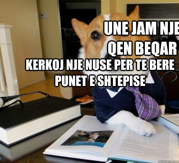 Une Jam Nje Qen Beqar Kerkoj Nje Nuse Per Te Bere Punet E Shtepise  Lawyer Dog